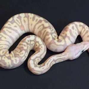 Meet your Posher, Henry